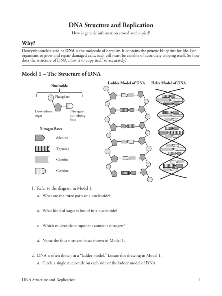 Genetic Mutations Pogil Ap Biology Answer Key – Islero Guide Answer for