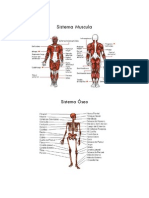 Sistema Muscula y Óseo