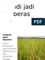 Padi Jadi Beras