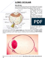 Globo Ocular- Andrea Mozo