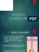 epitelio glandular