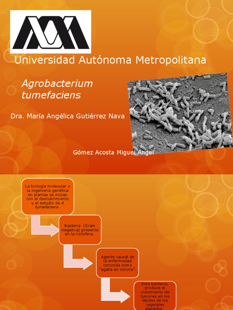 Agrobacterium tumefaciens | Gen | Bioquímica