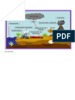 Ciclo Del Carbon