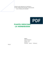 Planta Medicinal Hierbabuena