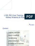  Kidney Anatomy Physiology