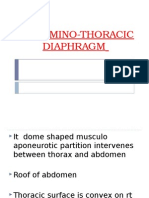 Abdomino-Thoracic Diaphragm Structure Function