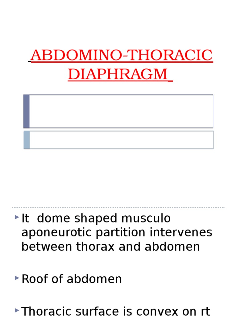 Anatomy and Function of the DomeShaped Diaphragm Muscle Separating the