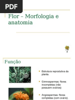 Flor Morfologia e Anatomia 1225977331490095 9