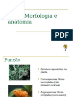 Flor Morfologia e Anatomia 1225977331490095 9