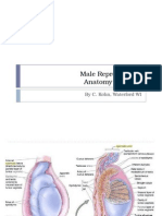 Male Reproductive Anatomy