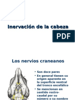 Inervación de La Cabeza