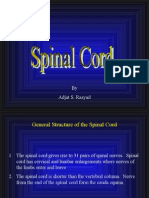 Spinal Cord Slides