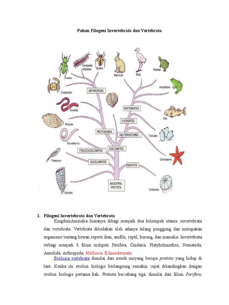 Pohon Filogeni Invertebrata  dan  Vertebrata  docx