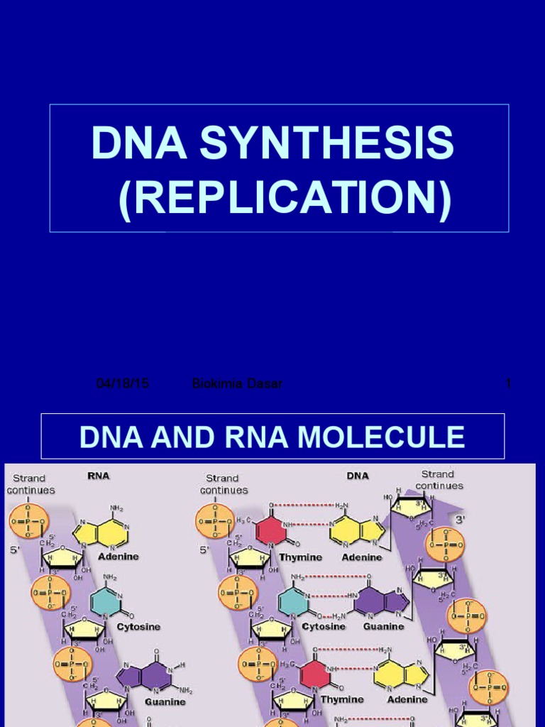 Dna Synthesis (Replication) : 04/18/15 Biokimia Dasar Lab - Biokimia ...