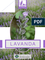 Lavanda, Uzgoj, Biljka