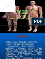 anatomi jantung