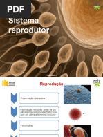 S.reprodutor