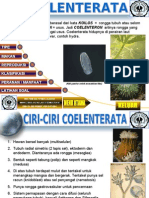 Coelenterata