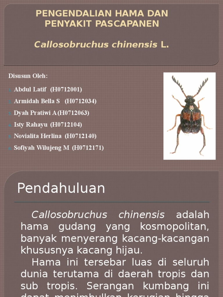 Pengendalian Hama Kumbang Kacang Hijau | PDF