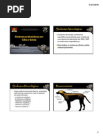 sindromesmedularesemcaesegatos.pdf