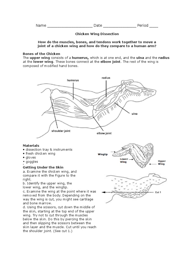 Chicken Wing Dissection Instructions Elbow Shoulder