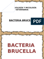 Bacteria Brucella