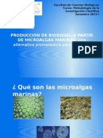 Producción de Biodiesel A Partir de Microalgas Marinas