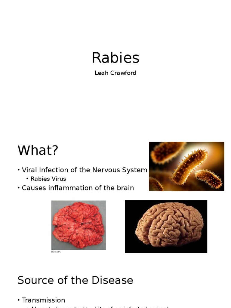 Rabies 2 | PDF | Wellness