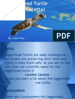 loggerhead turtle presentation