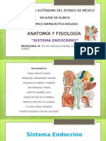 Sistema Endocrino