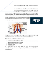 Korelasi Antara Otot-Otot Pernapasan Dengan Rongga Thorax Dan Mediastinum