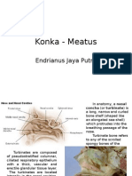 Konka - Meatus