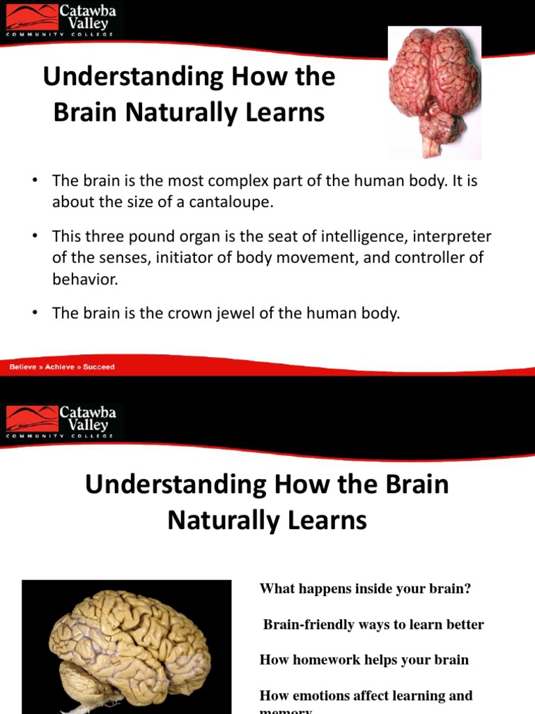 Understanding How The Brain Learns | PDF | Dendrite | Neuron