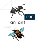 Insect Flashcards