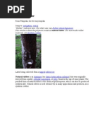 Download Natural Rubber by balamurugansuga SN26259379 doc pdf