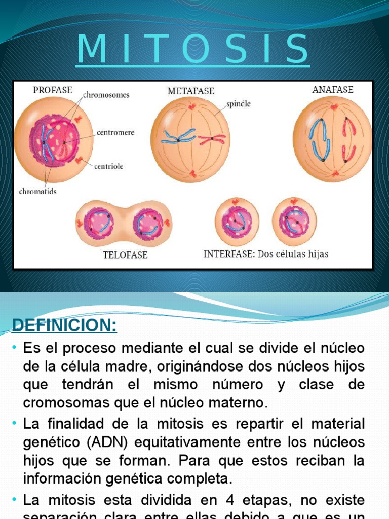 Mitosis Y Meiosis Mitosis Mitosis