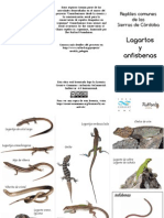 Reptiles Comunes de Las Sierras de Córdoba. Lagartos y Anfisbenas