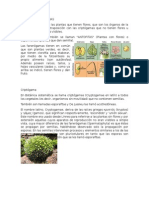 PLANTAS FANEROGAMAS