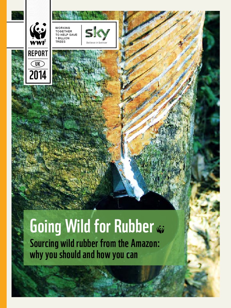 Going Wild for Rubber Sourcing wild rubber from the Amazon why you