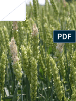 Evaluation of Advanced Wheat (Triticum Aestivum L.) Lines For Stem Rust (Puccinia Graminis F. Sp. Tritici) Resistance and Yield
