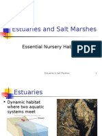 Estuaries and Salt Marshes: Essential Nursery Habitat