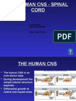 4 bms153 Human Brain 1 Web
