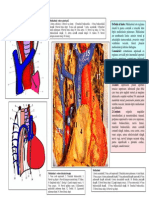 Lp17 Mediastinul Aorta Toracica Trunchiul Arterei Pulmonare