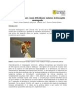 InformeDrosophila Final