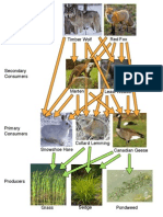 Food Web