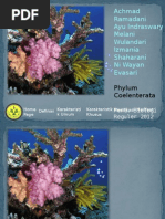 Coelenterata Karang Zoologi