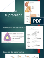 Corteza suprarrenal