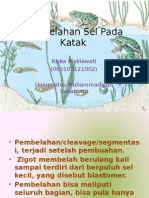 Pembelahan Sel Pada Amfibi (Katak)