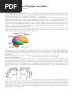 Áreas Cerebrais e Funções