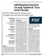 Elegant Tern X Sandwich Tern Breeding Record in Florida